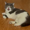 now.funny.cat