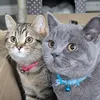billyblue_and_tillytabby