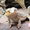 beardeddragon_svenerik