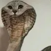 lewisnopunintended