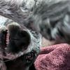 doglover5087