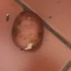 potato_1984