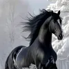 saud0349
