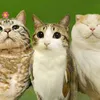 maumaugstz