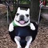 bonhamule