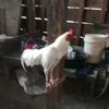 tobby2932