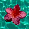 daisies_43