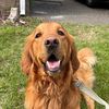 wally.the.golden8