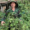 Dương TD.0976:565;327
