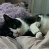 ladyjmeow1