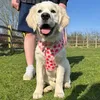 lottiethegoldenretriever