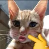 domdommaidinhfanj97