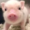 piggyengok