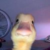 duckgovroom