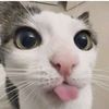 abecedefakk