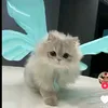 nhinconbaby