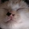 angelmanao0