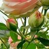 user6506167445125