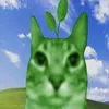 _springe_