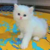sajidabdurahman123