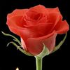 love you erey