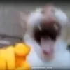 www.tiktok.yeoekdjje.com