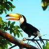 tucan4ik_