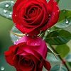 mis.ruja.islam8