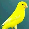 canario.aventurer