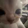 imsodamneyekonic