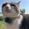 rizzlercat1