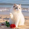 am.abdo337