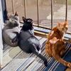 3littlehoodlums