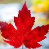 maple.tree83