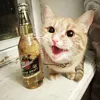 chill_cat_60