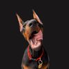 Crux the Doberman