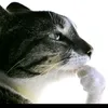 oskarfsz