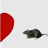 gizoo_0fc