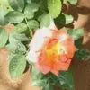 noha.ali729