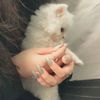 re_my988