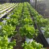 Unafarm🥬🥬