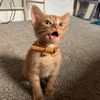 juicethekitty1