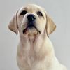 lemy.the.labrador