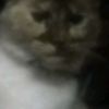 sr.gatito5