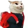 Pet funnycats 13