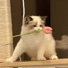 Myfunnycat7