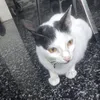 ihatecyancat123
