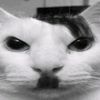 spyros_zone