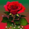 dawood.khan9498