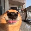 keyon.de.vlaam